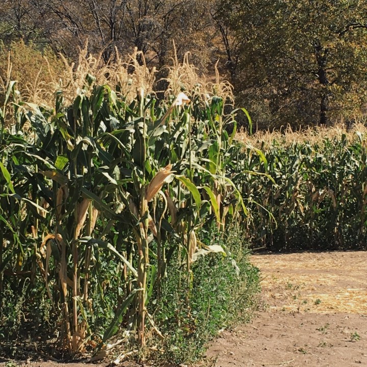 Processed with VSCO with g3 preset